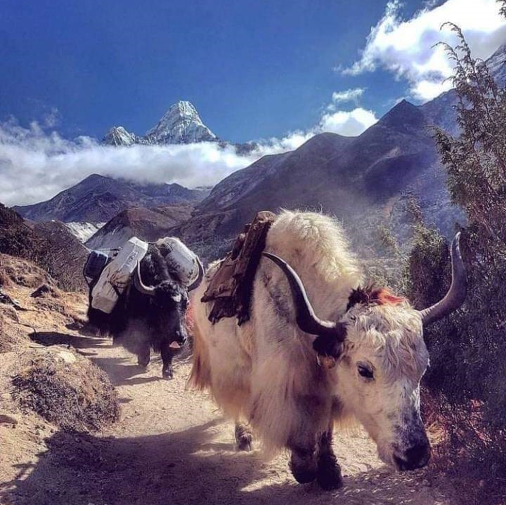 Lobuche (4,910 m) - Kala Patthar (5,550 m) - Gorak Shep (5,140 m)